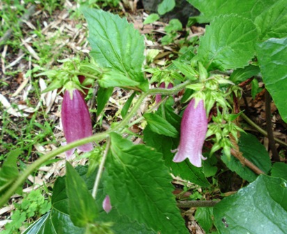 ホタルブクロ - コピー.JPG