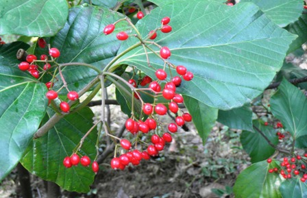 ハクサンボク (2).JPG