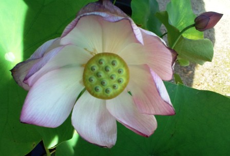 重願寺 の蓮 (2).jpg