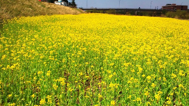 菜の花-1.JPG