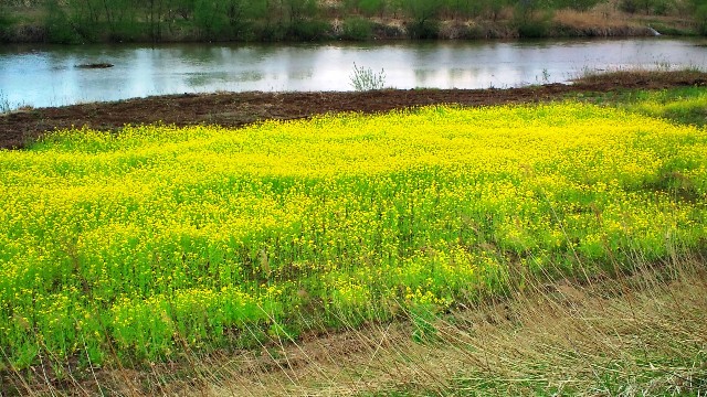 菜の花-2.JPG