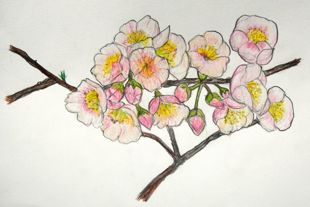B寒桜.JPG