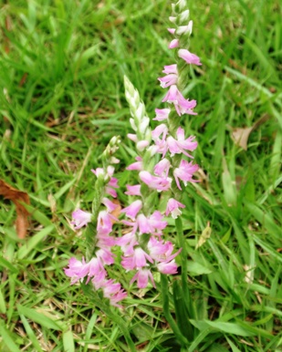 捩り花 - コピー.JPG