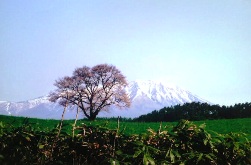 017小岩井農場・一本桜.JPG