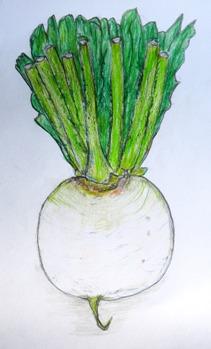 聖護院大根 B.JPG