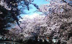 021弘前城北の濠端の桜.JPG