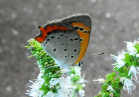 ベニシジミ (2).JPG