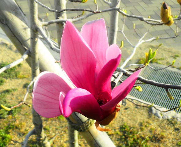 モクレン (2).JPG