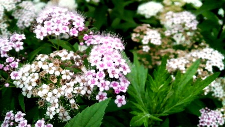 シモツケソウ (2).JPG