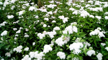 シモツケソウ (3).JPG