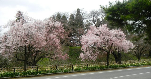 若松城堀端の桜.JPG