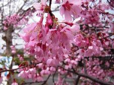 20100318すぐそばで、桜が咲いていました。.jpg