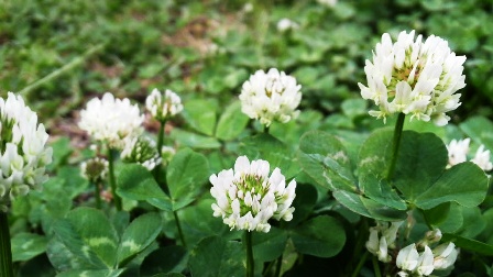 シロツメグサ (2).jpg
