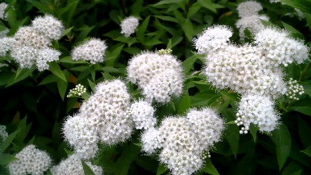 シモツケソウ (4).JPG