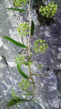 田原西陵の参道にて見た草花.JPG