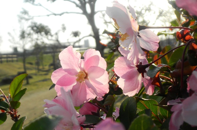 カイドウ (2).JPG