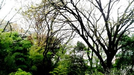 枚岡公園 (2).JPG