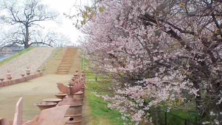 心合寺山古墳の桜 (3).JPG