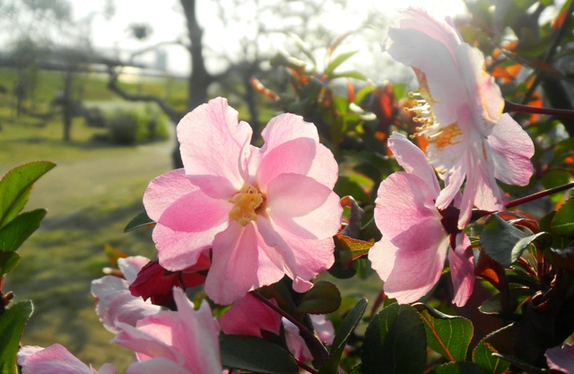 カイドウ (3)Ｂ.JPG