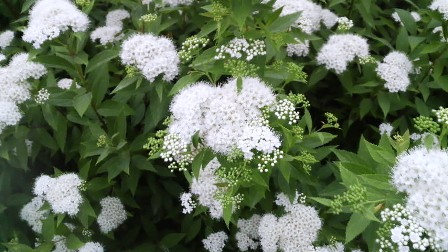 シモツケソウ (5).JPG