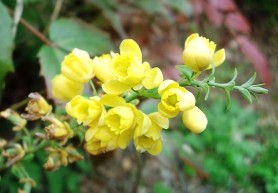 ヒイラギナンテンの花 (2).JPG