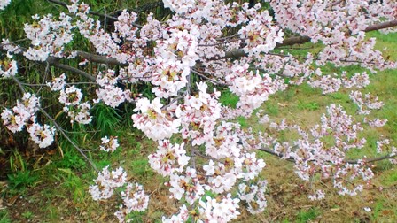 心合寺山古墳の桜 (4).JPG