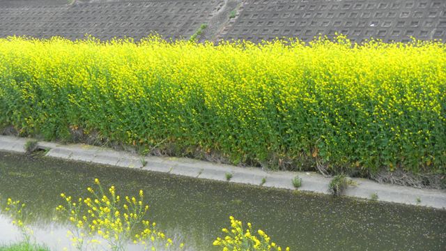 恩智川の菜の花.JPG