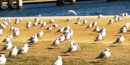 18ユリカモメの群れ.JPG