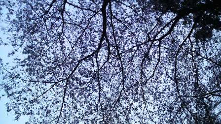 枚岡公園の桜 (2).JPG