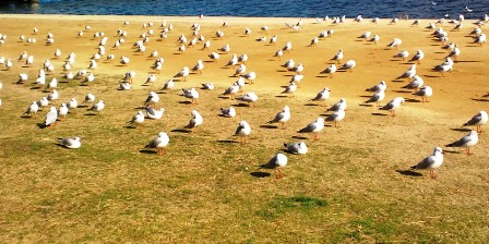 18ユリカモメの群れ (2).JPG