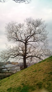 心合寺山古墳の桐の木 (2).JPG