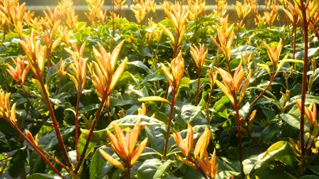 クチナシの若葉 (2).JPG