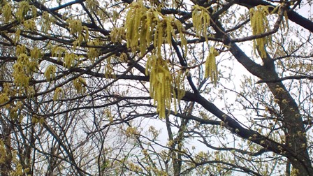 クヌギの花 (3).JPG