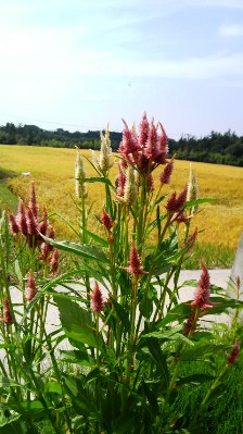 039真野から国分寺へ (4).JPG