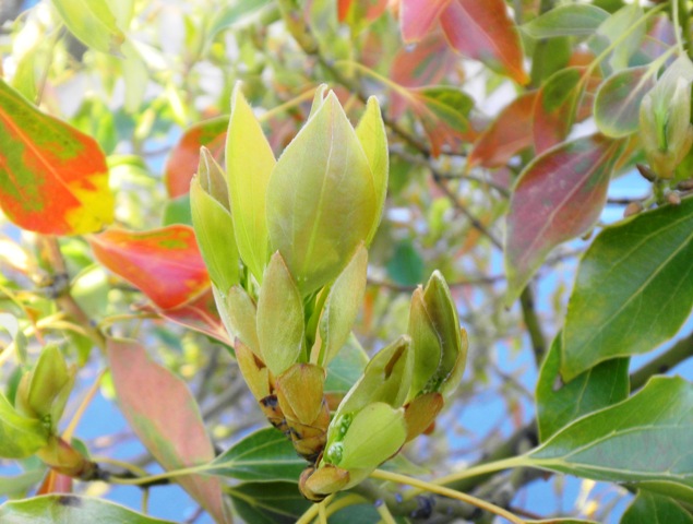 クスノキの花 (2).JPG