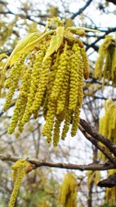 クヌギの花 (4).JPG