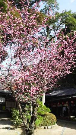 枚岡神社の梅.JPG