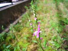 20100704ネジ花（捩花）.jpg