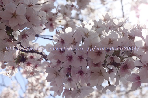 願いの桜