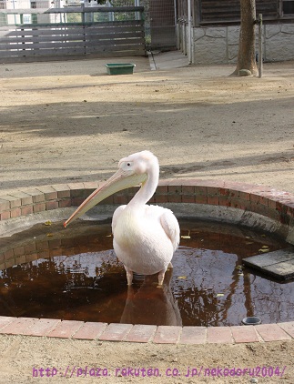 モモイロペリカン