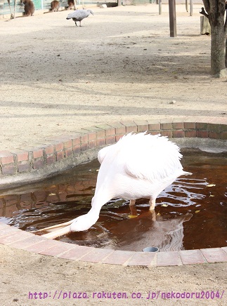 モモイロペリカン