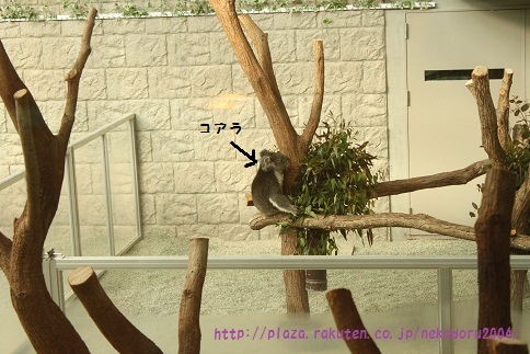 コアラ