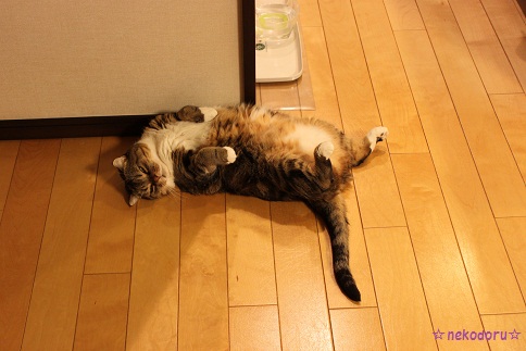 メイしゃんだけ