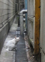 街猫マロン振り返り