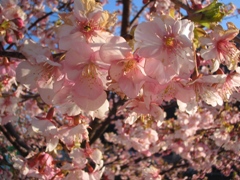 河津桜