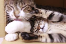 あまえんぼう02