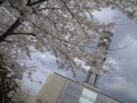 NTT DoCoMo 桜02