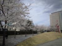 NTT DoCoMo 桜03
