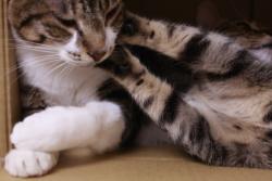 あまえんぼう04