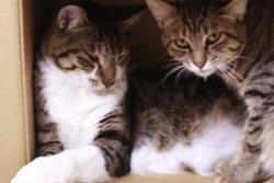 あまえんぼう05